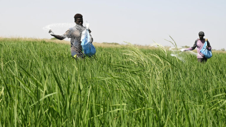 Sénégal : la filière du riz local affectée par le manque de structuration et de compétitivité