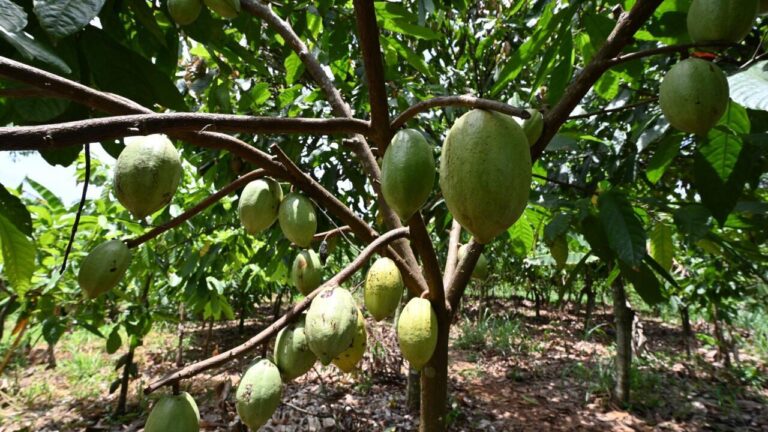 Agathe Vanié, pionnière de l’agriculture biologique en Côte d’Ivoire face aux défis environnementaux
