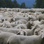 Algérie : résultats de l&rsquo;enquête sur l&rsquo;importation d&rsquo;un million de moutons dévoilés par la justice