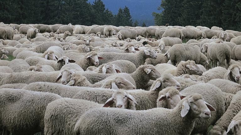 Algérie : résultats de l’enquête sur l’importation d’un million de moutons dévoilés par la justice