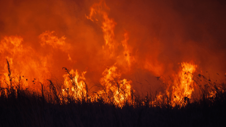 Incendies en Algérie : sept suspects incarcérés, noms révélés par les autorités.