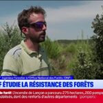 Feux de forêt : l&rsquo;ONF analyse la résistance des arbres face aux incendies.