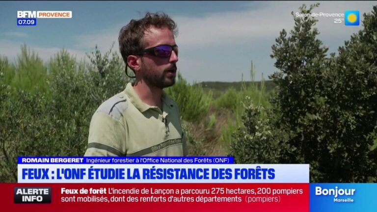 Feux de forêt : l’ONF analyse la résistance des arbres face aux incendies.