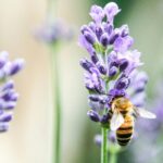 La lavande se dégrade en raison d’un entretien négligé, alerte des jardiniers.