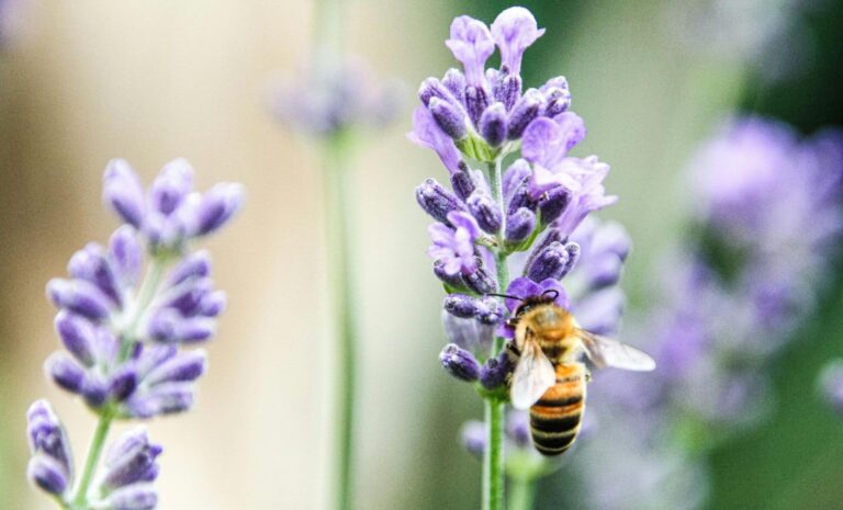La lavande se dégrade en raison d’un entretien négligé, alerte des jardiniers.