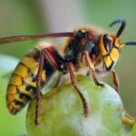 Des arbres fruitiers attirent les frelons asiatiques dans les jardins, selon un apiculteur.