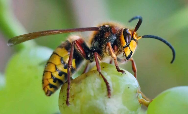 Des arbres fruitiers attirent les frelons asiatiques dans les jardins, selon un apiculteur.