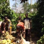 La Côte d’Ivoire engage un recensement national des plantations forestières.