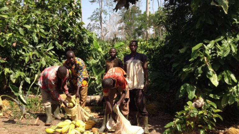 La Côte d’Ivoire engage un recensement national des plantations forestières.