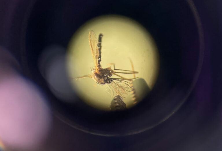 L’Europe doit moderniser sa lutte contre les moustiques pour prévenir les maladies.