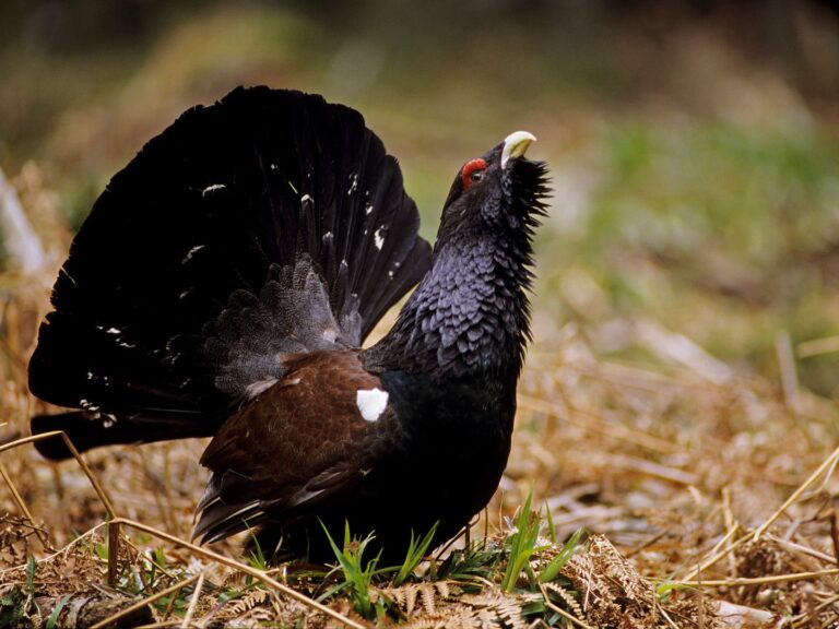 Protéger le grand tétras : nouvelles mesures de conservation en France.
