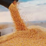 L’Algérie prévoit une récolte de 5 millions de tonnes de céréales cette saison.