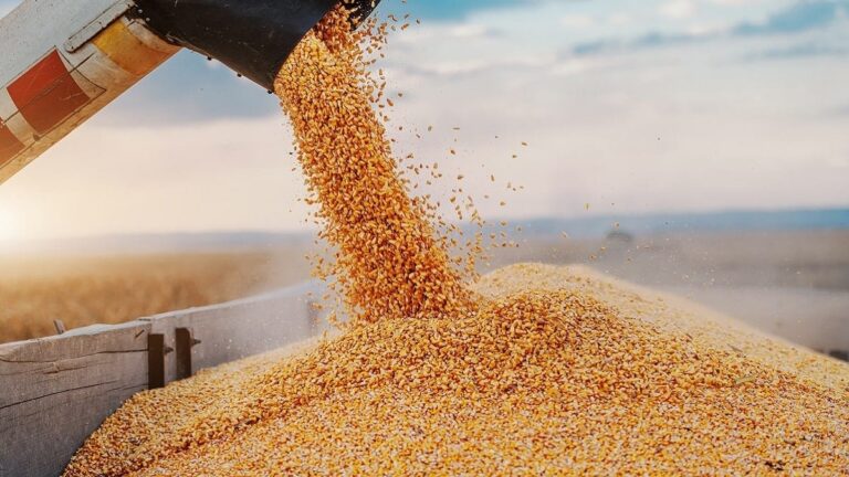 L’Algérie prévoit une récolte de 5 millions de tonnes de céréales cette saison.