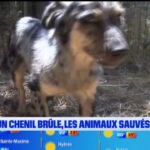 Incendie à Barjols : un chenil brûle, les animaux sauvés par les pompiers.