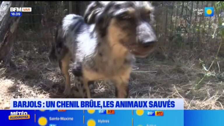 Incendie à Barjols : un chenil brûle, les animaux sauvés par les pompiers.