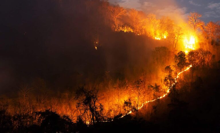 Incendies : 115 000 hectares détruits, risque accru avec des températures de 40 °C.