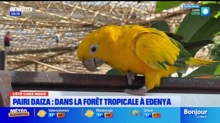 L’Été chez Nous à Pairi Daiza : des activités familiales proposées par le parc zoologique belge