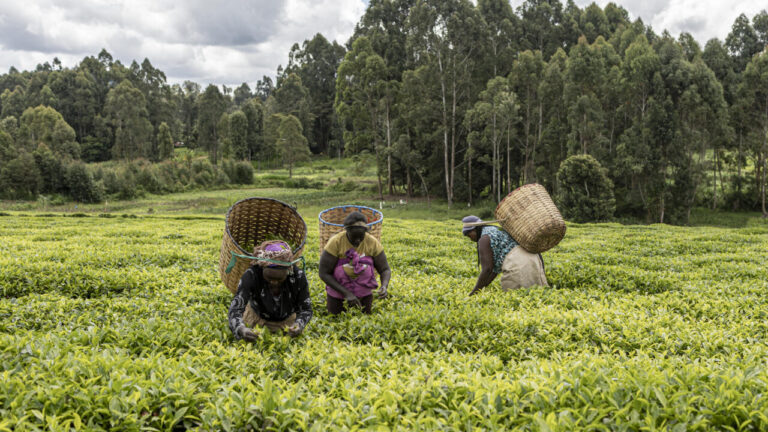 Equity Bank et le Palais des thés promeuvent le thé kenyan haut de gamme en Afrique
