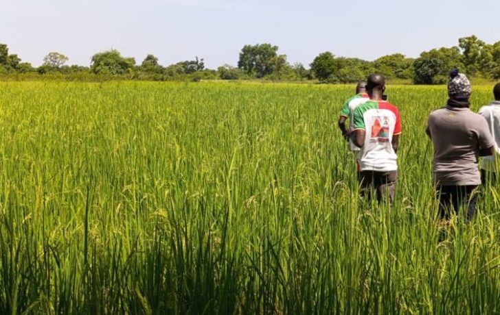 Le Burkina Faso produit plus d’un million de tonnes de riz, une avancée agropastorale significative.
