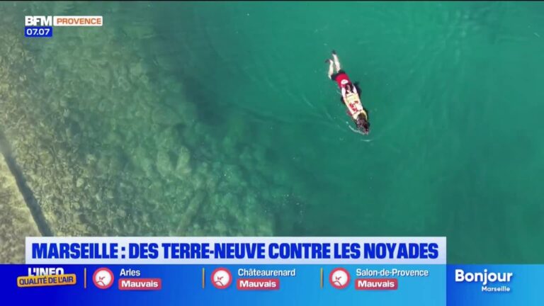 Marseille : des chiens Terre-Neuve mobilisés pour prévenir les noyades en mer