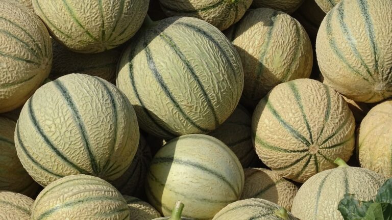 Canicule : la récolte de melons français affectée, les prix en hausse de 35%