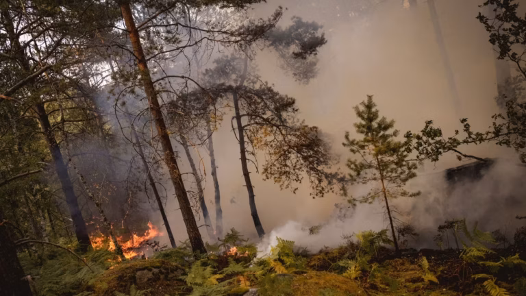 Plus de 42 000 hectares brûlés en France, un record de superficie incendiée depuis deux décennies.