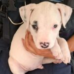 Cannes : la police municipale secourt un chiot enfermé sous le soleil brûlant.