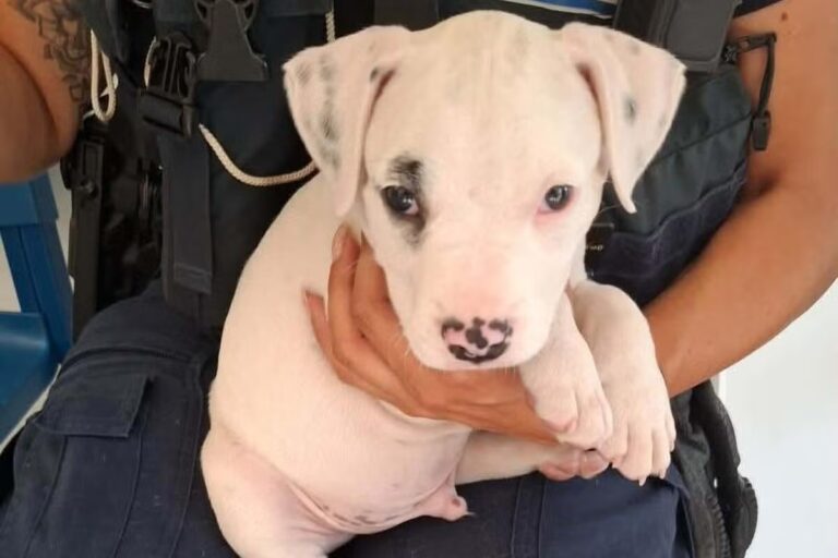 Cannes : la police municipale secourt un chiot enfermé sous le soleil brûlant.