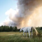 Incendie de Fontainebleau : un deuxième départ de feu, le 3e plus gros dans le nord depuis 2006