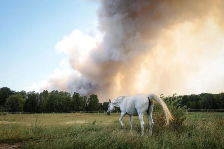 Incendie de Fontainebleau : un deuxième départ de feu, le 3e plus gros dans le nord depuis 2006