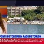 Première ponte de tortue observée en rade de Toulon, signalant une saison de reproduction.