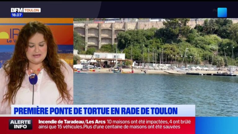 Première ponte de tortue observée en rade de Toulon, signalant une saison de reproduction.
