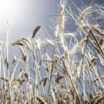 Canicules : l&rsquo;agriculture française confrontée aux défis du court-termisme.