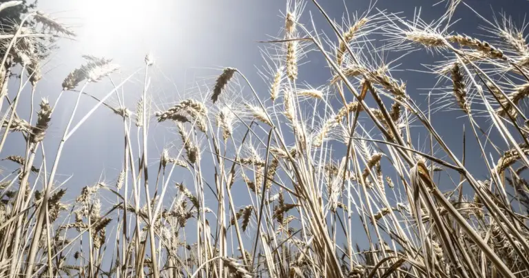 Canicules : l’agriculture française confrontée aux défis du court-termisme.