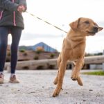 Un examen pratique pour détenir un chien envisagé en raison de préoccupations de sécurité.