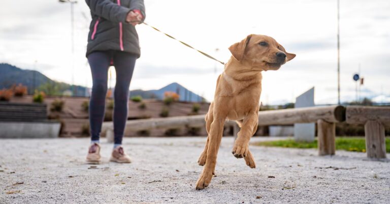 Un examen pratique pour détenir un chien envisagé en raison de préoccupations de sécurité.