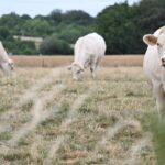 Canicule : les éleveurs face à un manque de fourrage pour leurs animaux.