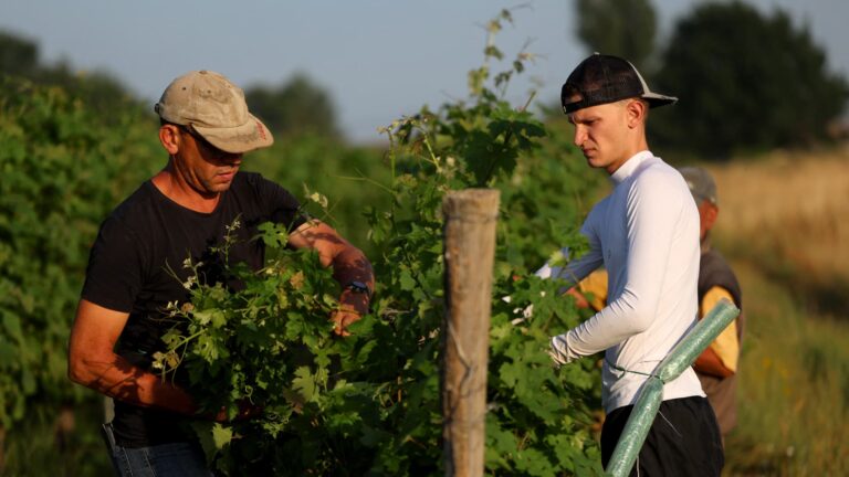 Sécheresse : les vignerons anticipent une petite récolte de vin en raison du dépérissement du raisin.