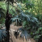 Week-end dans les Cévennes : exploration des bambous et séquoias en milieu naturel