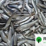 Hareng et cabillaud en forte diminution dans les eaux britanniques, alerte des pêcheurs.