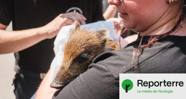 Des bénévoles en Gironde secourent des animaux abandonnés sur place.