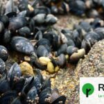Exploitation minière : 125 espèces de mollusques menacées, dont moules et escargots.