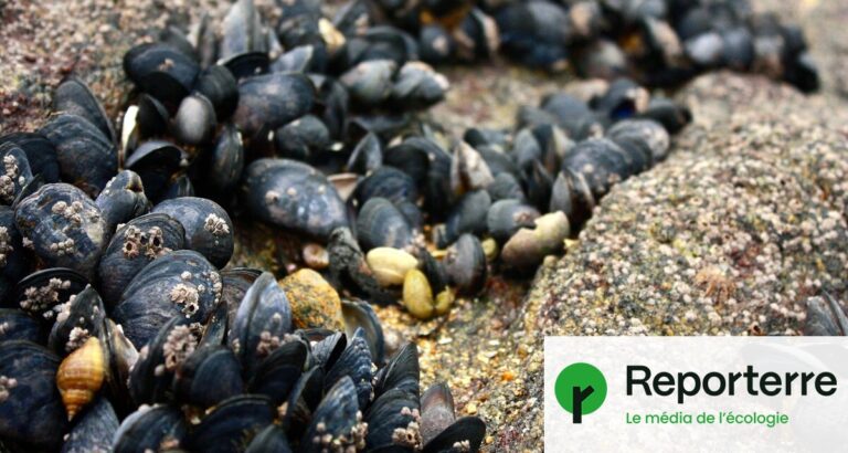 Exploitation minière : 125 espèces de mollusques menacées, dont moules et escargots.