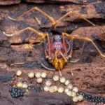 Des créatures arachnéennes révèlent les origines inattendues de la paternité