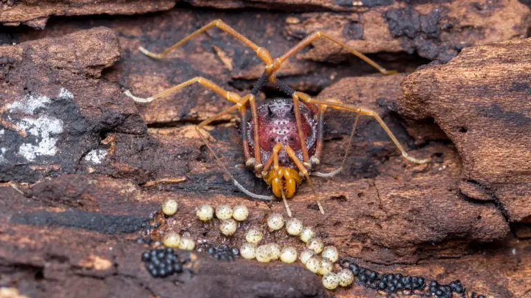 Des créatures arachnéennes révèlent les origines inattendues de la paternité