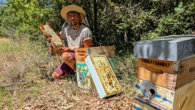 Les producteurs de miel de lavande en Provence font face à des pertes significatives.