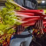 Les secrets de la rhubarbe : étude sur son utilisation par des agriculteurs européens.