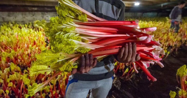 Les secrets de la rhubarbe : étude sur son utilisation par des agriculteurs européens.