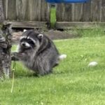 Un raton laveur devient célèbre sur les réseaux sociaux grâce à sa particularité physique.