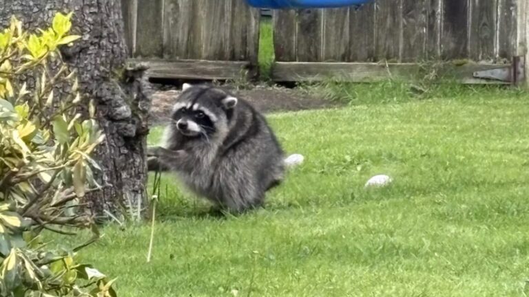 Un raton laveur devient célèbre sur les réseaux sociaux grâce à sa particularité physique.